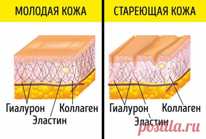9 добавок, которые работают лучше и стоят дешевле любого крема от морщин Возьмите упаковку любого крема против морщин. Наверняка вы найдете в составе витамины, антиоксиданты и жирные кислоты, и с вероятностью 99 % — коллаген и гиалуроновую кислоту. Эти добавки можно купить...