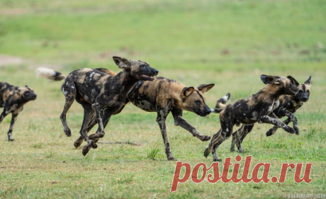African Wild Dogs | Photos Pictures Images