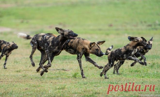 African Wild Dogs | Photos Pictures Images