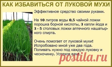 Моя любимая дача|Сад, огород, цветы