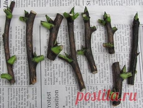 КАК РАЗМНОЖАТЬ СМОРОДИНУ ЧЕРЕНКАМИ В МЕЖСЕЗОНЬЕ
Размножение смородины черенками летомНаиболее распространено размножение смородины одревесневшими черенками, которое производится, когда растение переходит в фазу покоя: в сентябре-октябре для черной смородины и йошты, в августе для красной и белой смородины. В этом случае окоренение черенков происходит лишь весной следующего года, поэтому полноценные растения формируются на год позже, чем при размножении зелеными черенками.
...