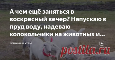 А чем ещё заняться в воскресный вечер? Напускаю в пруд воду, надеваю колокольчики на животных и стригусь