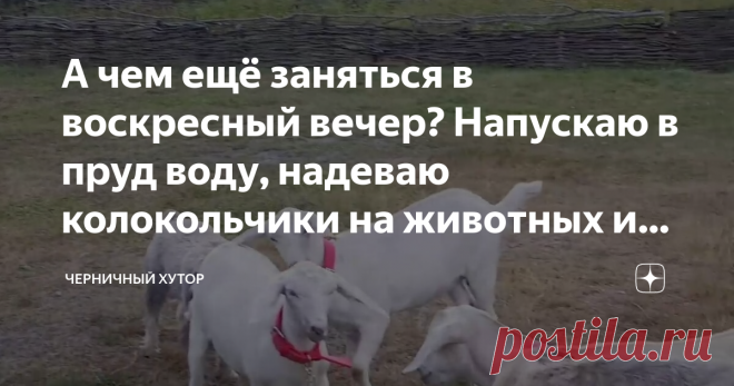 А чем ещё заняться в воскресный вечер? Напускаю в пруд воду, надеваю колокольчики на животных и стригусь