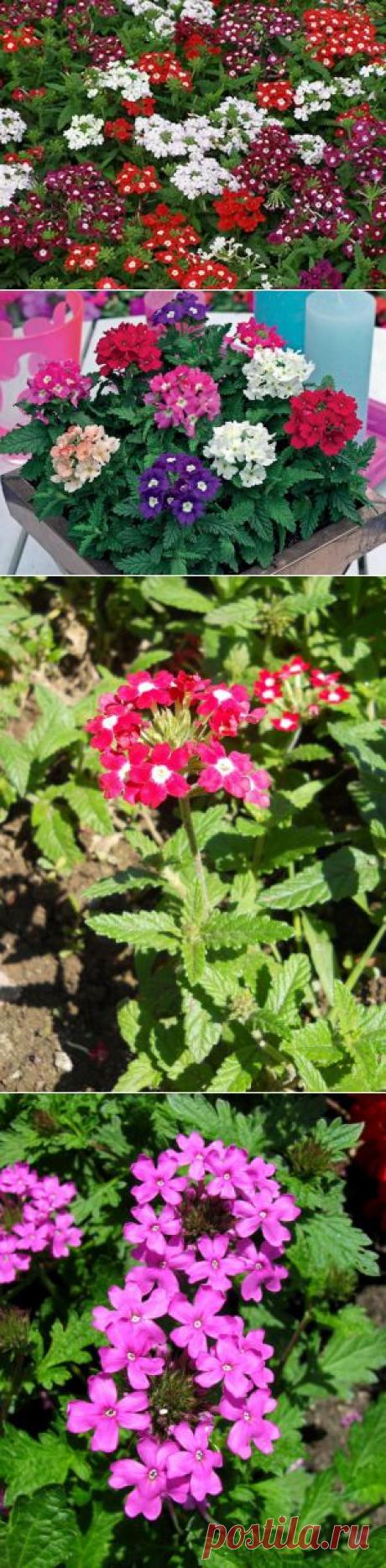 Вербена - неприхотливая красавица: Группа Цветы и флористика