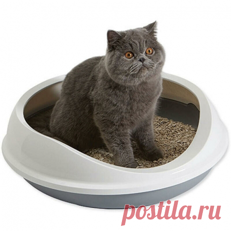 Устраняем запах кошачей мочи - Лайфхак
