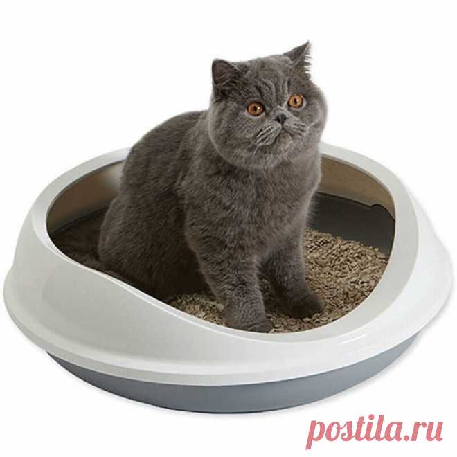 Устраняем запах кошачей мочи - Лайфхак