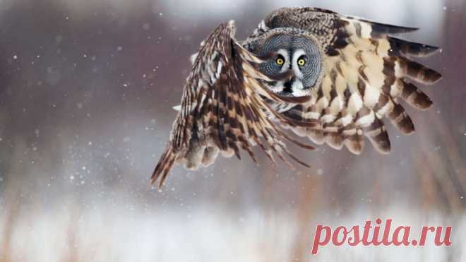 Самые большие хищные птицы мира