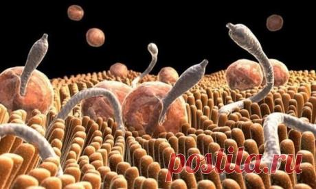 ЗАПИСКИ ФЕЛЬДШЕРА Н. ШТАБА. ОРИГИНАЛЬНЫЙ СПОСОБ ЛЕЧЕНИЯ ОТ
ГЛИСТОВ. (ИЗ ГАЗЕТЫ "ВЕСТНИК ЗОЖ" ,1999 год).

Достаточно тщательно слежу за периодическими изданиями, особенно на
оздоровительную тему, и нигде не встречал, чтобы кто-то обменивался опытом
избавления от глистов. Между тем эта тема сегодня весьма актуальна. Ведь
куда ни глянь, антисанитария расцвела пышным цветом: на рынках, в
магазинах, в забое животных, в повседневной жизни.
Многие просто забыли, что такое глисты...