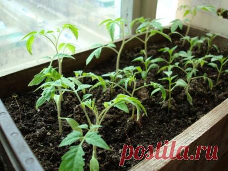 Применение янтарной кислоты для рассады томатов, огурцов, перца и других культур Применение в таблетках янтарной кислоты для рассады томатов, огурцов и перца. Дозировка, разведение и опрыскивание овощных культур.