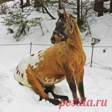 Смешно сидящие лошади