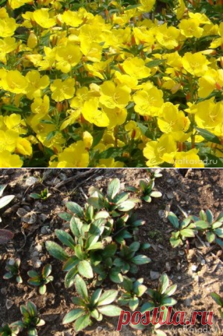 Энотера (ослинник): тысячи солнышек в саду | Вятский сад