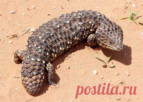 Потомок дракона и кедровой шишки
Австралийских короткохвостый сцинк Tiliqua rugosa