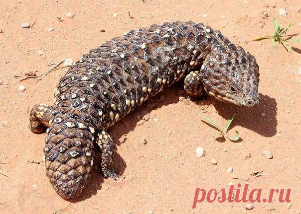 Потомок дракона и кедровой шишки
Австралийских короткохвостый сцинк Tiliqua rugosa