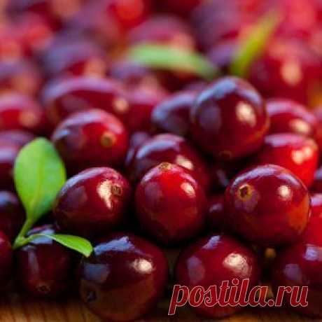 Лечим гипертонию клюквой