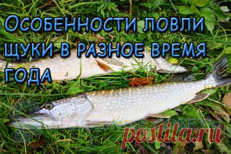 Особенности ловли щуки в разное время года