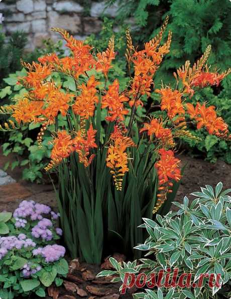 Крокосмия, или монтбреция (нем.Montbretien, лат.Crocosmia L.)
