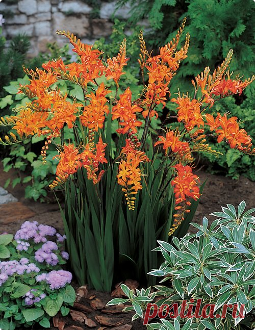 Крокосмия, или монтбреция (нем.Montbretien, лат.Crocosmia L.)
