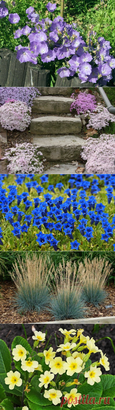 Малыши-крепыши: 15 лучших низкорослых растений для альпийской горки и рокария