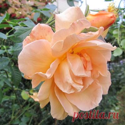 Розы осенью: уход и подготовка к зимнему укрытию