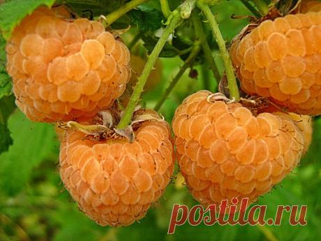 Жёлтая малина в Вашем саду: сорта, выращивание и уход