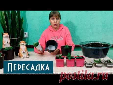 Как правильно посадить петунию. Как правильно пикировать и пересаживать в больший объём