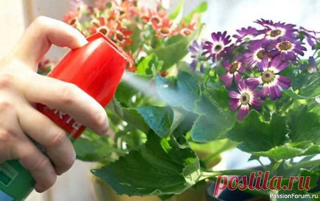 Заболевания комнатных цветов Вероятно, каждый цветовод хотя бы раз в жизни сталкивался с ситуацией, когда одно или несколько растений, казалось бы, без причины начинают чахнуть или гибнуть.На самом деле, причины угнетенного состояния всегда есть , и задача цветовода - правильно определить и устранить их. Итак, в чам...