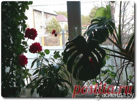 Ревизия домашних цветов. Часть вторая.: Группа Комнатные растения