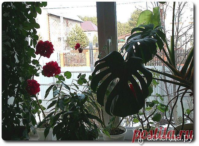 Ревизия домашних цветов. Часть вторая.: Группа Комнатные растения