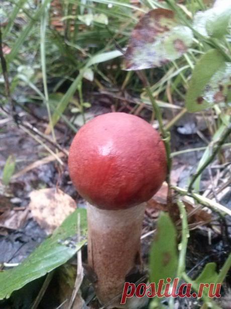 Осиновый малышок.