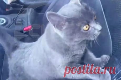 В центре Москвы голодный котенок четыре дня просидел в заточении в запертой машине. За его спасением следила вся страна. В центре Москвы в припаркованном автомобиле нашли кошку, сидевшую там без воды и еды четыре дня. Эта история привлекла внимание всей страны, и животное немедленно бросились спасать. Обо всех этапах операции сообщали СМИ, снабжая рассказ умилительными видео с серым котенком. «Лента.ру» рассказывает, как это было.