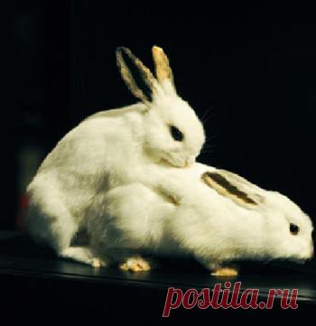 Случка или спаривание кроликов с фото и видео