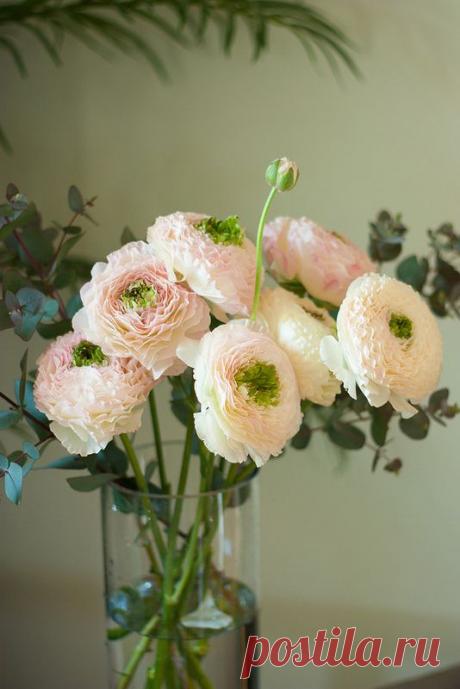 флористика