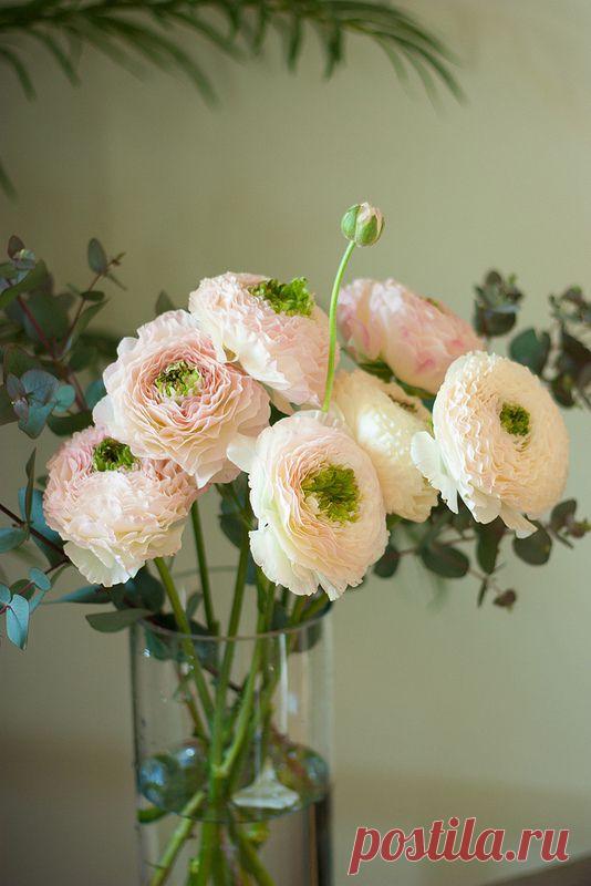 флористика