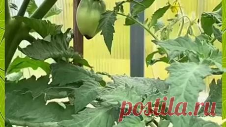 Вершинная гниль у томатов