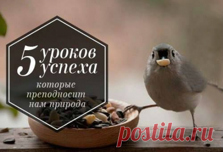 5 уроков успеха, которые преподносит нам природа.