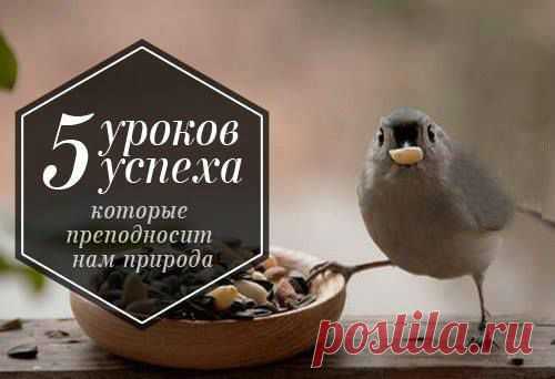 5 уроков успеха, которые преподносит нам природа.