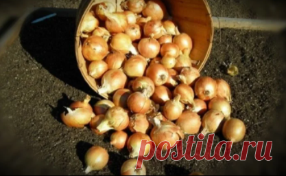 Уникальная посадка лука осенью. Обязательно попробуйте на практике, урожай удивит. | Сад и дача | Яндекс Дзен