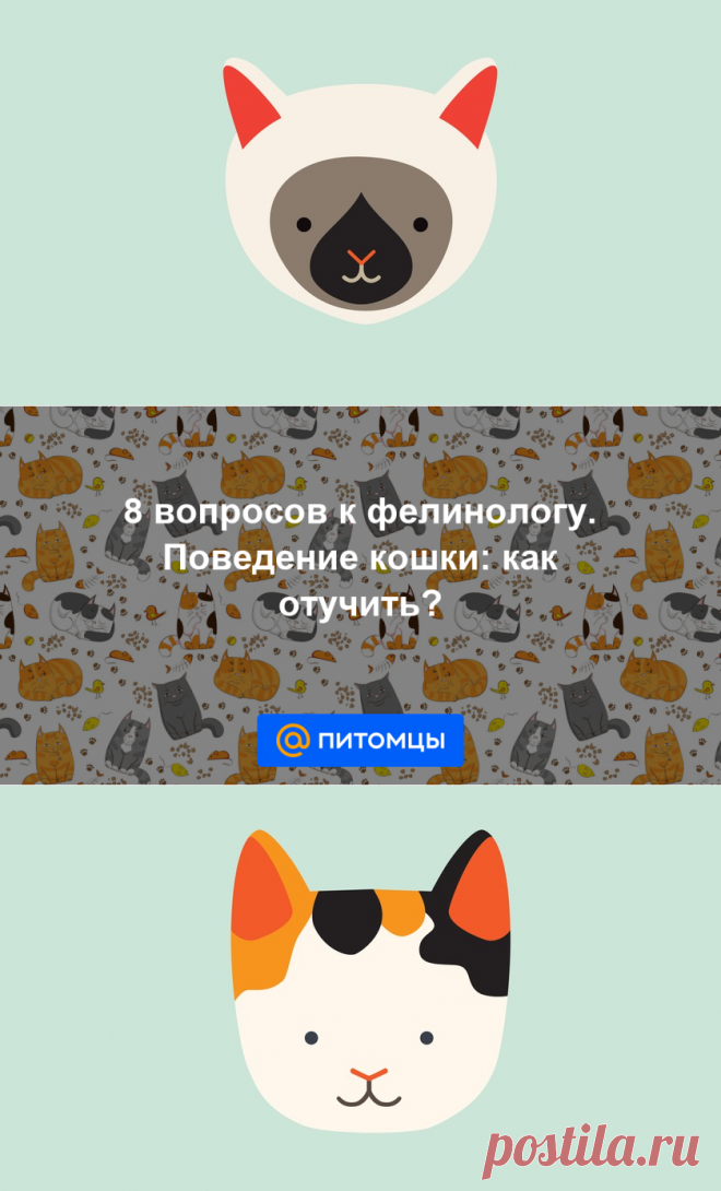 8 вопросов к фелинологу. Поведение кошки: как отучить? - Питомцы Mail.ru