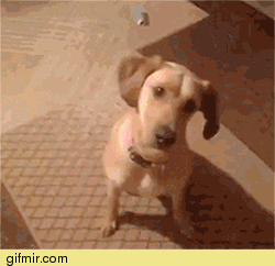 Пёс актёр !!!