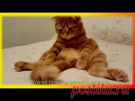 Приколы. Видео о животных Создай себе хорошее настроение - YouTube