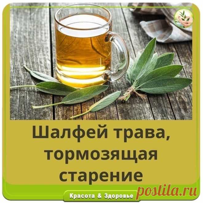 ШАЛФЕЙ,ТРАВА ТОРМОЗЯЩАЯ СТАРЕНИЕ.