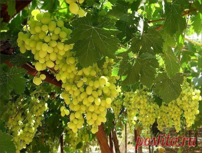 КОГДА ОБРЕЗАТЬ ВИНОГРАД КОГДА ОБРЕЗАТЬ ВИНОГРАД
Способов обрезки несколько, в зависимости от сортов культуры и климатических условий ее возделывания. Не все это знают и многие обрезают виноград просто по интуиции.
Для чего она нужна, обрезка
Если виноград не обрезать, он чувствует себя самодостаточным, поэтому ему незачем расширять количество конкурентов в своем жизненном пространстве. И он перестает плодоносить. Когда же проводится обрезка, у лозы включается инстинкт само...