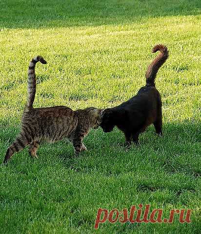 "Рога" выросли