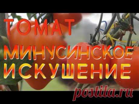 Томат Минусинское Искушение. Помидор со вкусом из детства #томат #помидоры  #семена #сортатоматов
