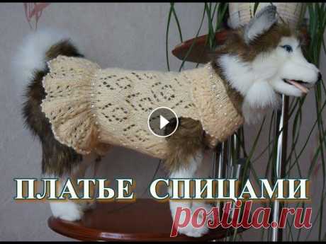 Платье для собаки или кошки. Как вплести бусины в изделия. Как связать ажурное платьице для четвероногого любимца и отделать его жемчужинами не пришивая их....