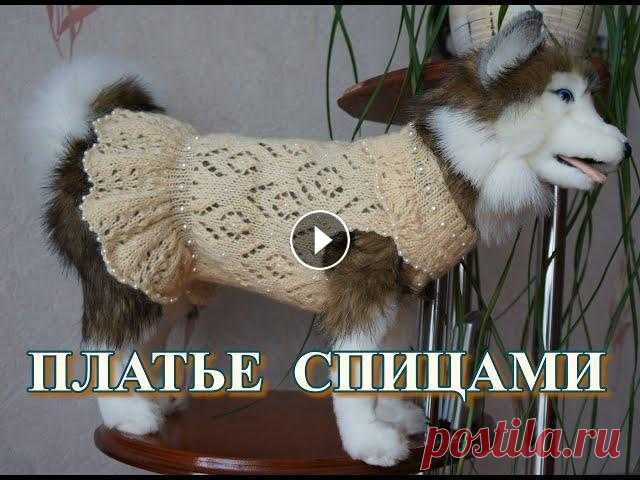 Платье для собаки или кошки. Как вплести бусины в изделия. Как связать ажурное платьице для четвероногого любимца и отделать его жемчужинами не пришивая их....