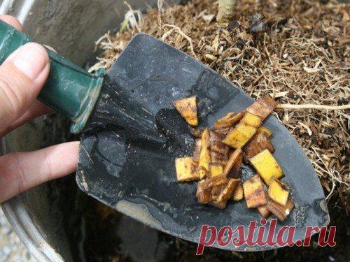 6 причин не выбрасывать банановую кожуру сразу