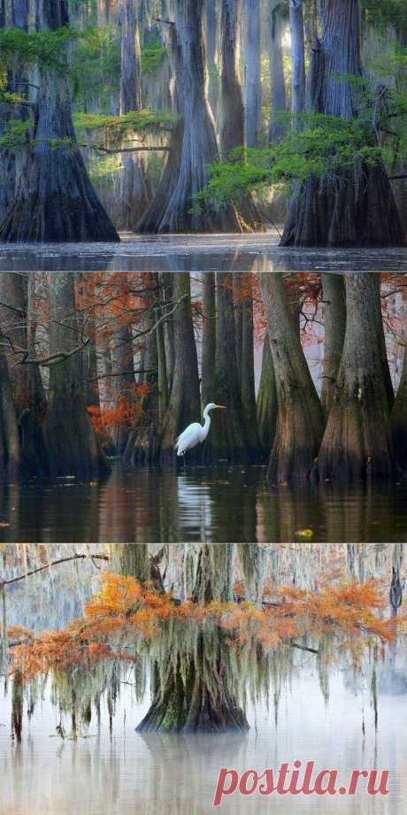 Кипарисы озера Каддо