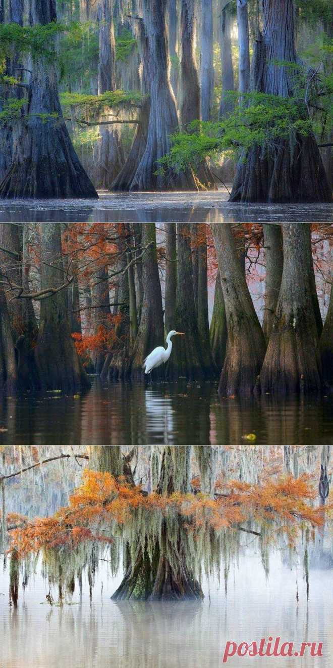 Кипарисы озера Каддо