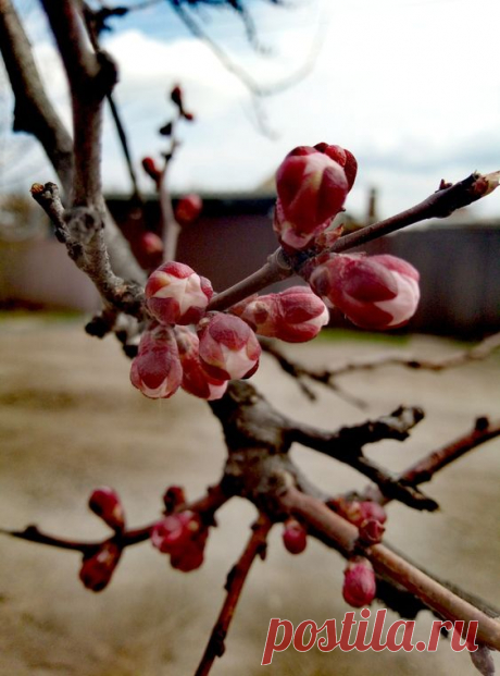Природа Весна Nature Spring Flowers Nature Spring Flowers Абрикос Apricot